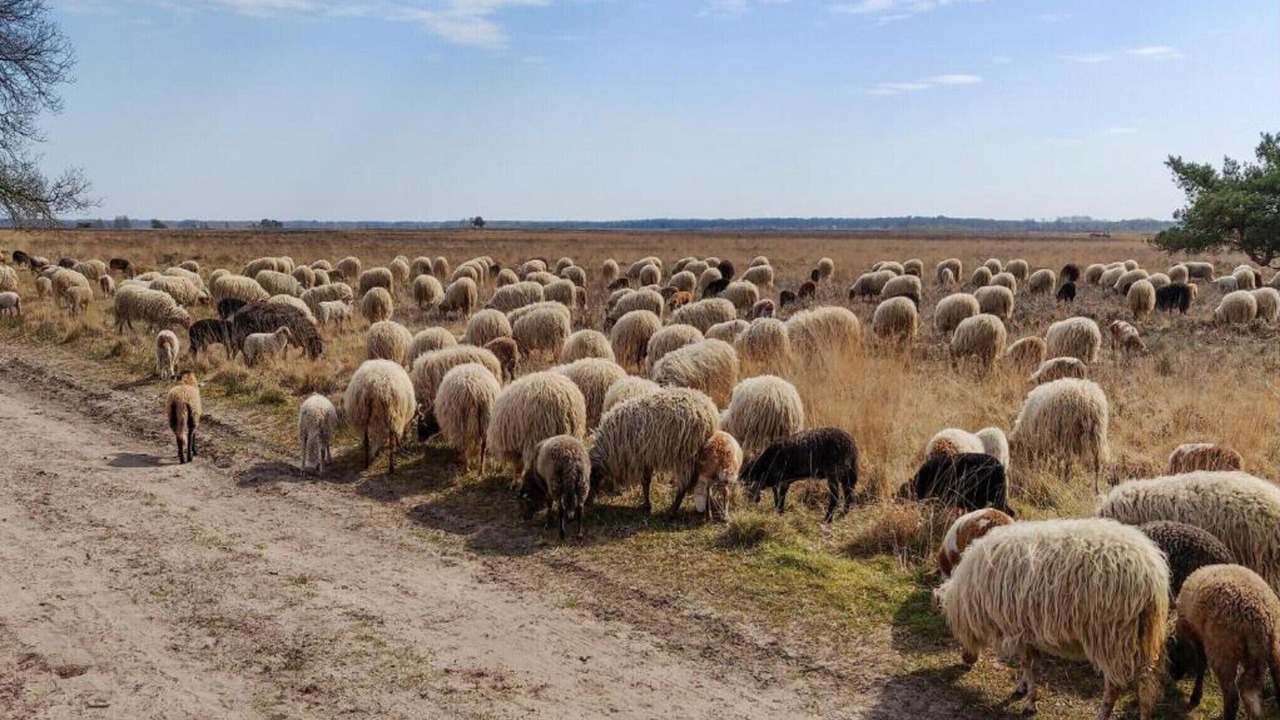 Photo of Others in Dwingeloo