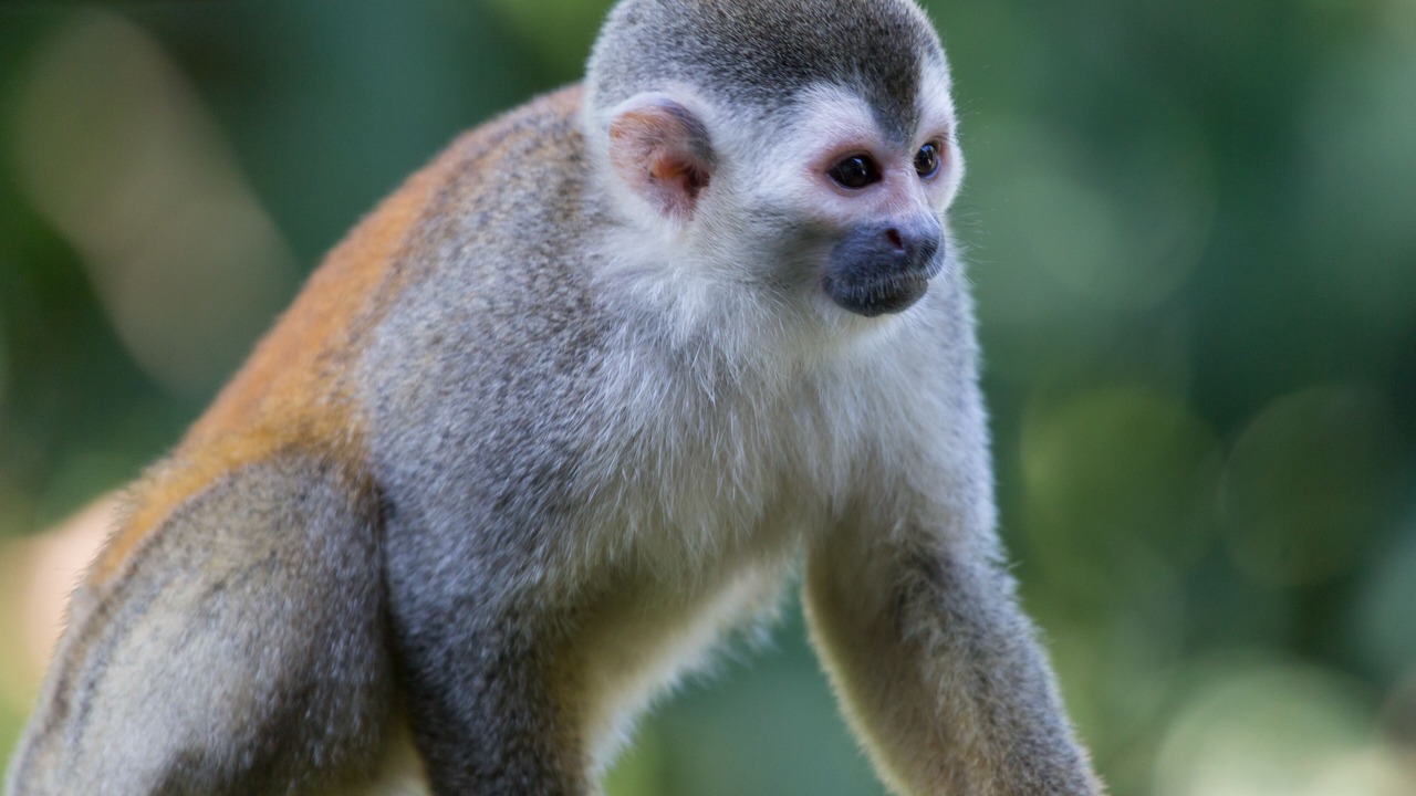 Photo of Others in Manuel Antonio