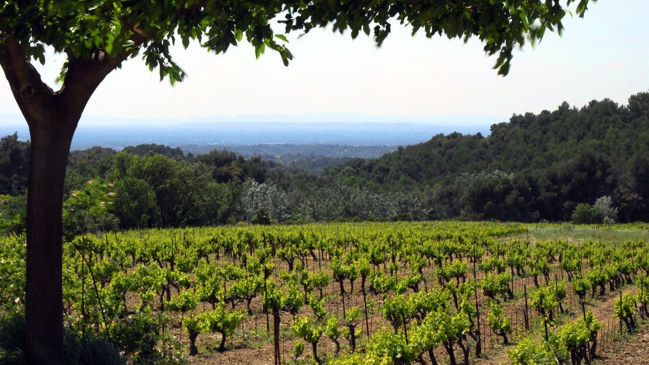 Photo of Outdoor in Vacqueyras