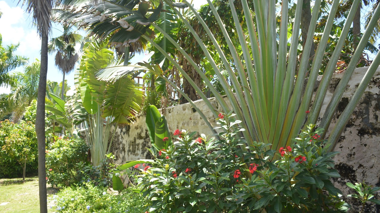 Photo of Outdoor in Frederiksted Southeast