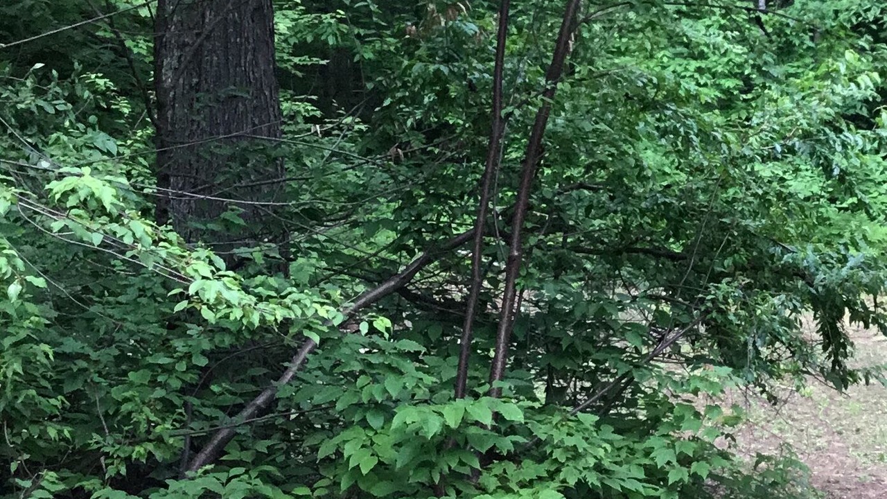 Photo of Outdoor in Wetmore