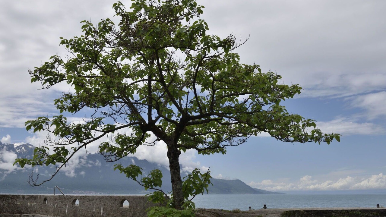 Photo of Others in Montreux