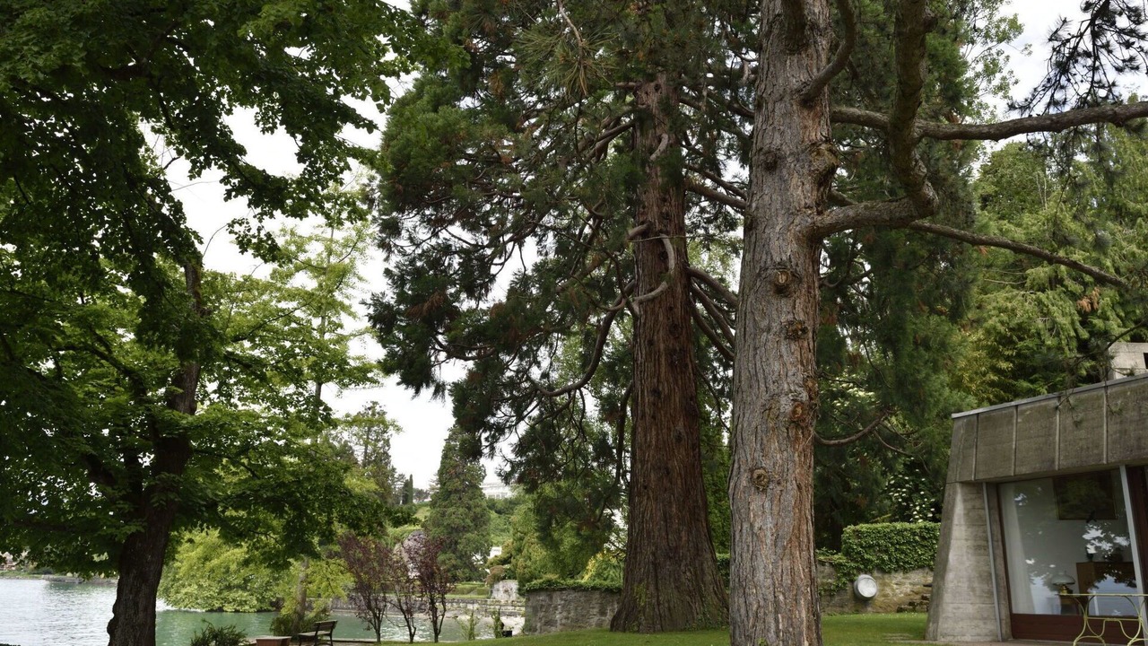 Photo of Others in Montreux