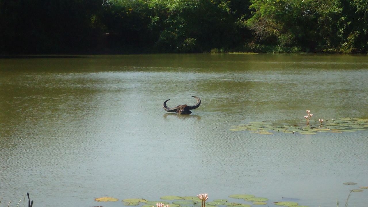 Photo of Outdoor in Kataragama