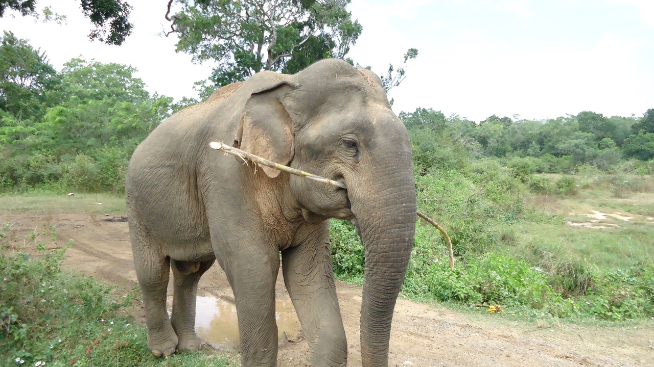 Photo of Outdoor in Kataragama