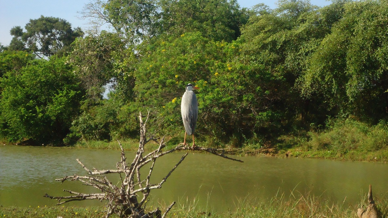 Photo of Others in Kataragama
