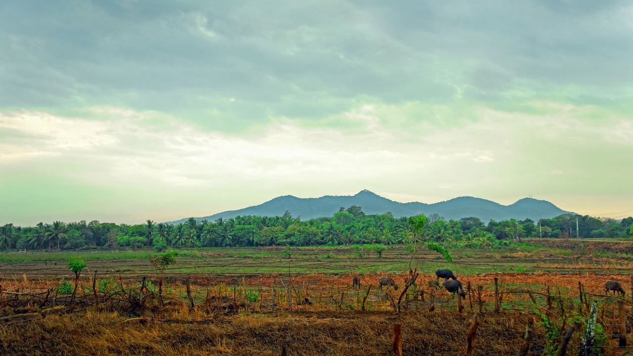 Photo of Outdoor in Kataragama