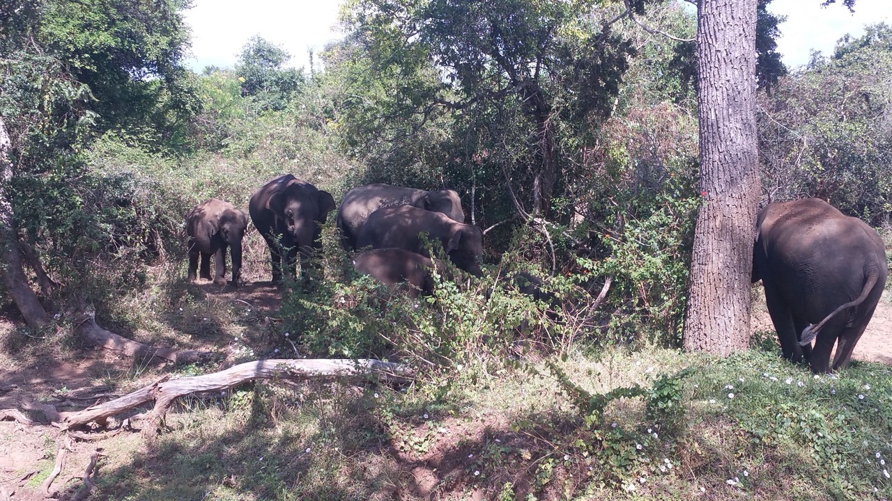 Photo of Outdoor in Kataragama