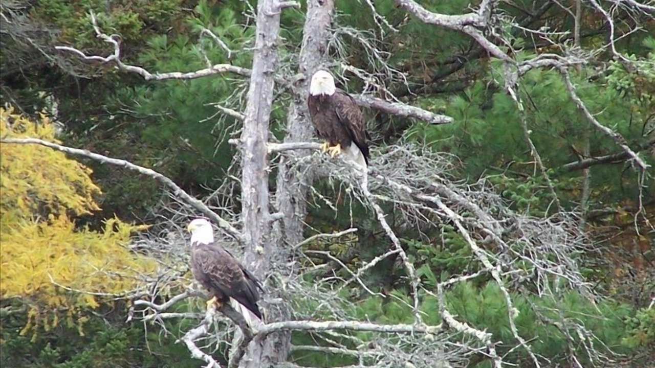 Photo of Others in Bar Harbor