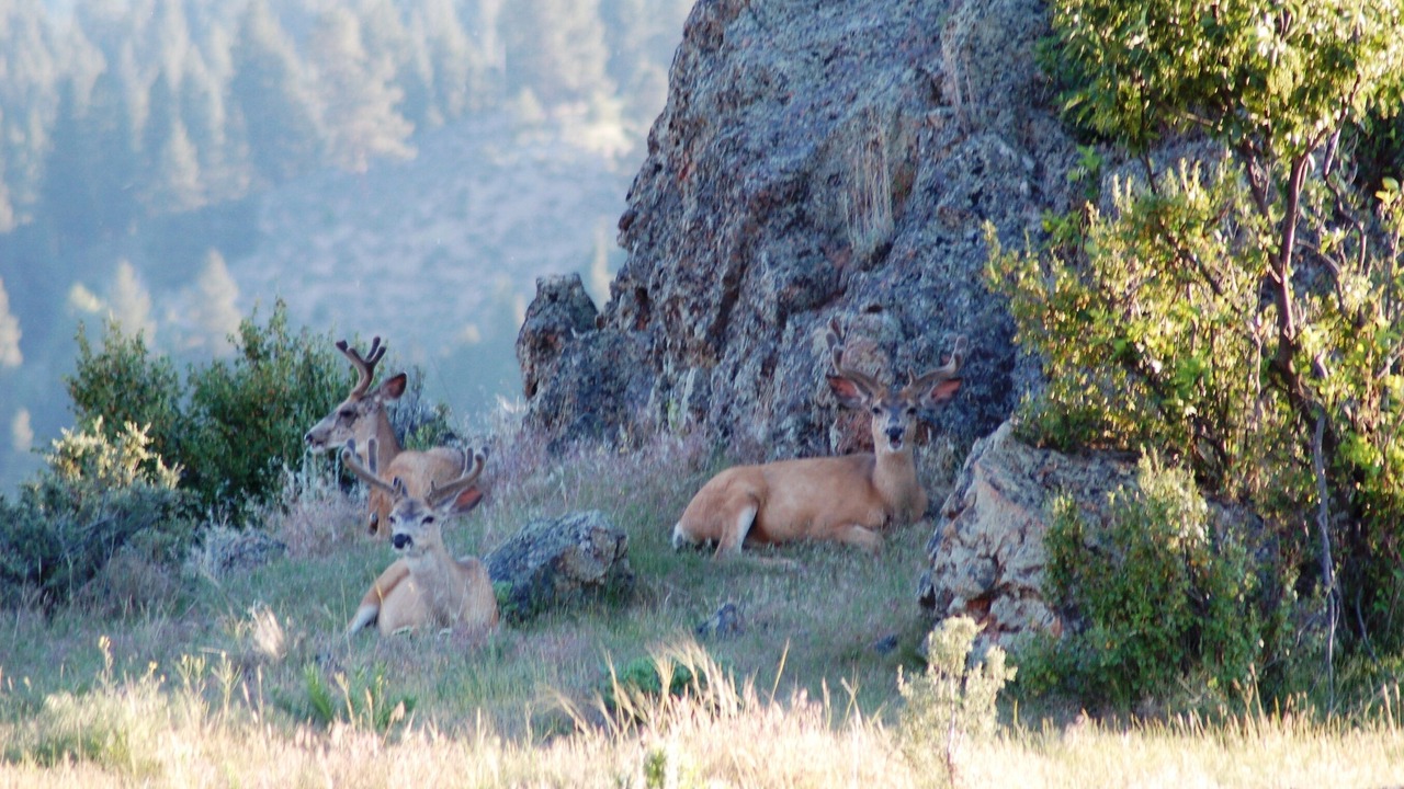 Photo of Outdoor in Grantsdale