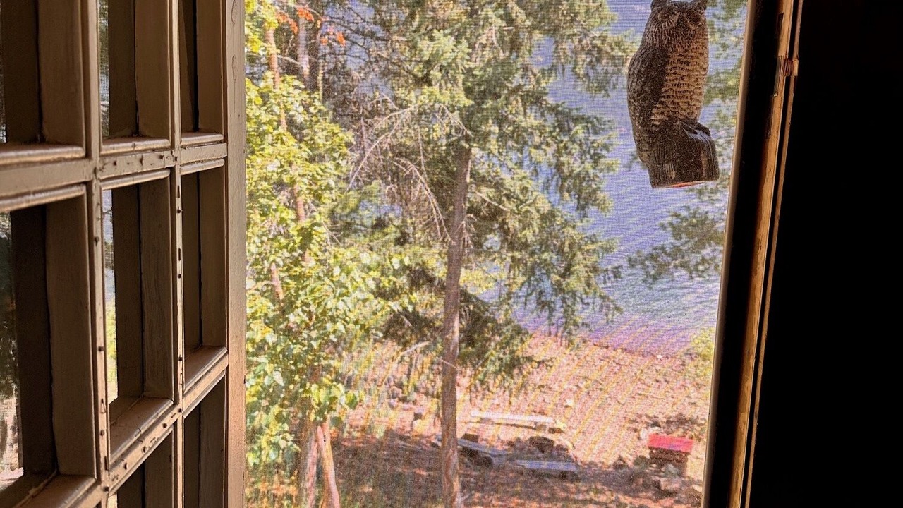 Photo of Others in Kaslo