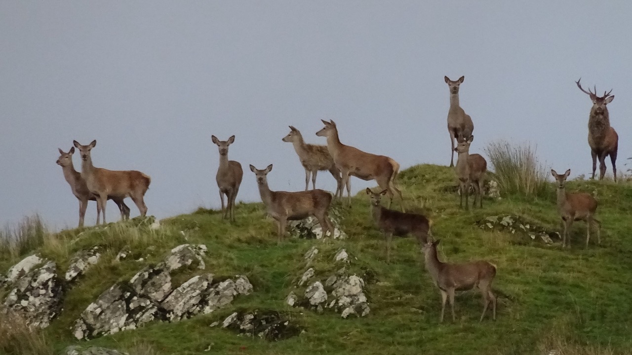 Photo of Others in Dalmally