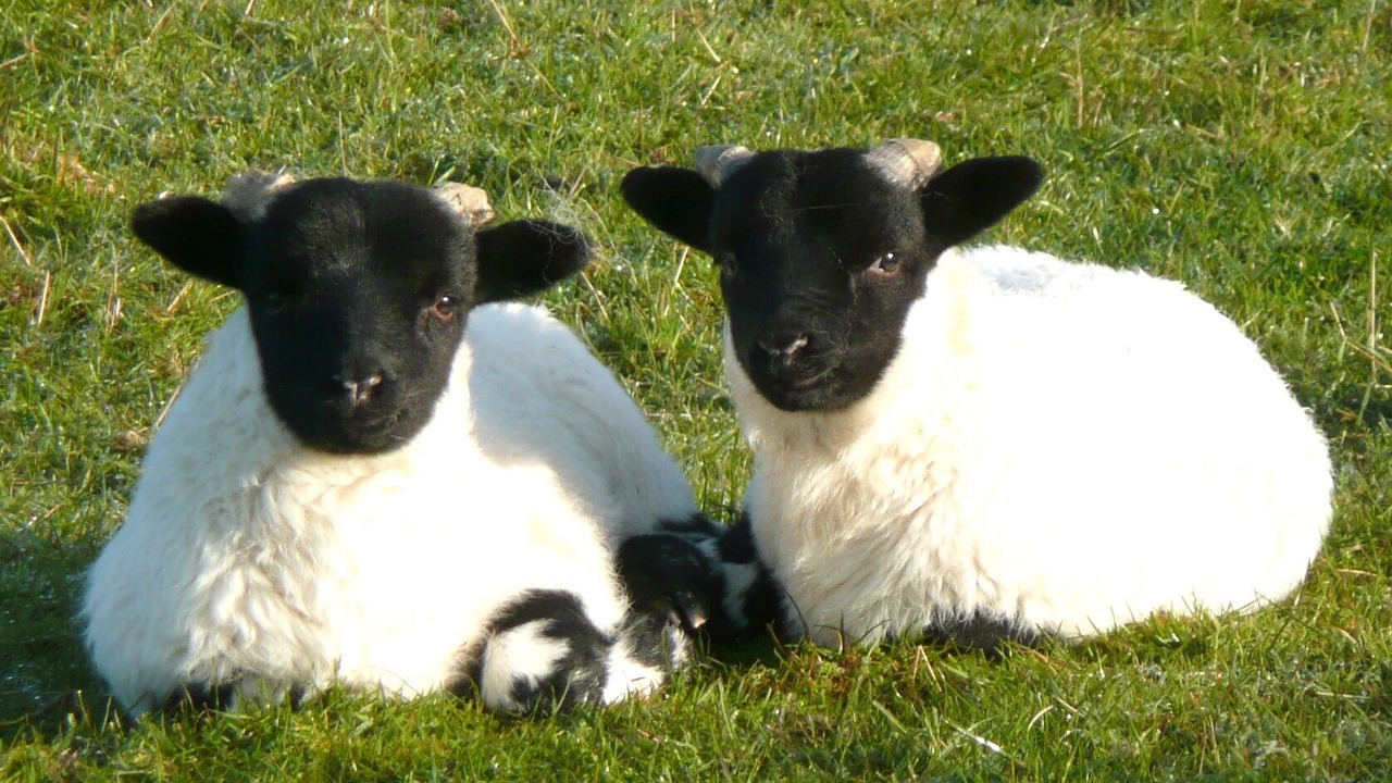Photo of Others in Dalmally