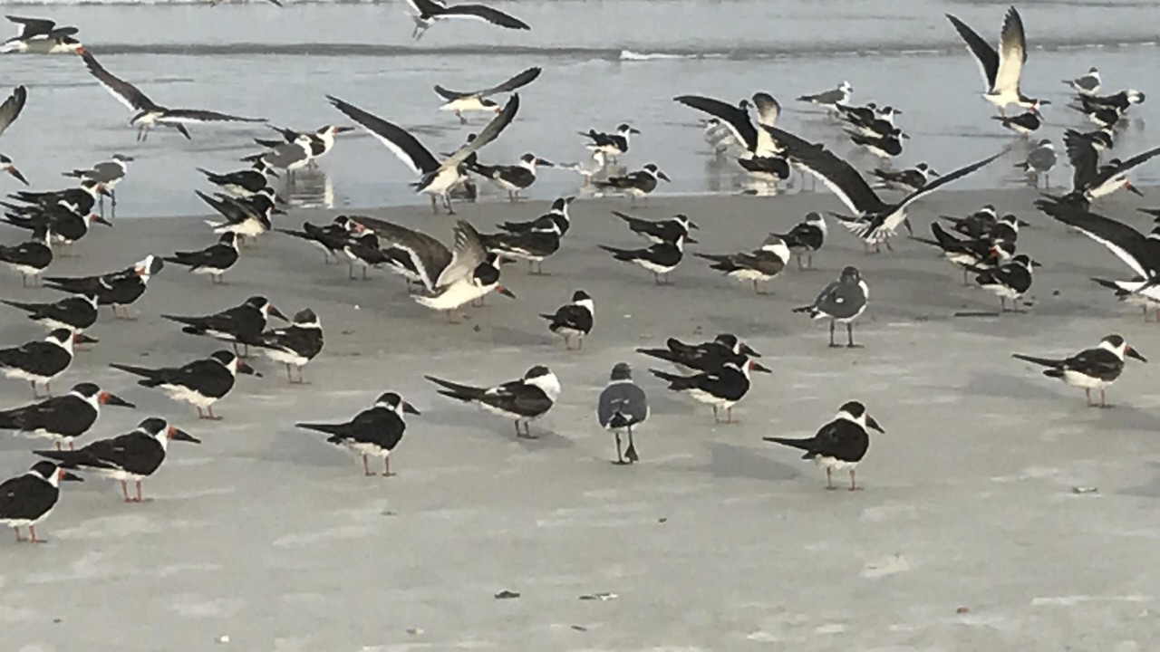 Photo of Others in Crescent Beach