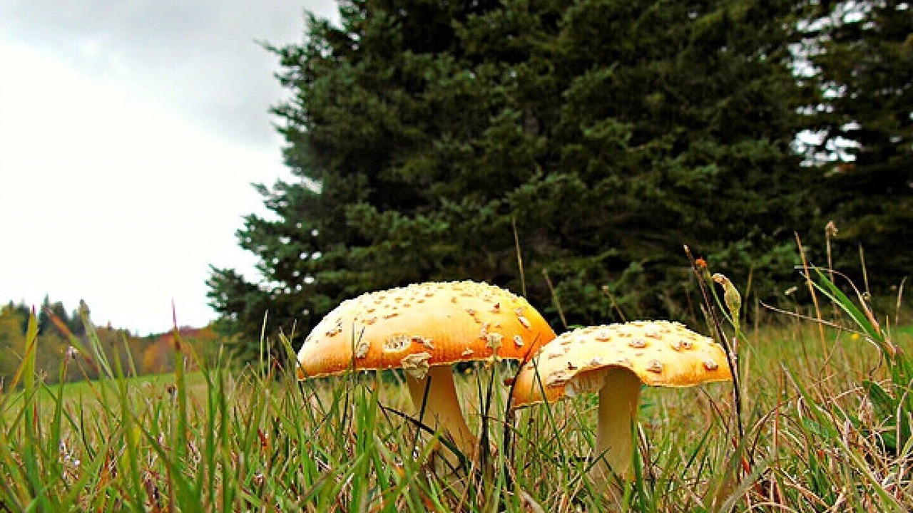 Photo of Others in Margaree Forks