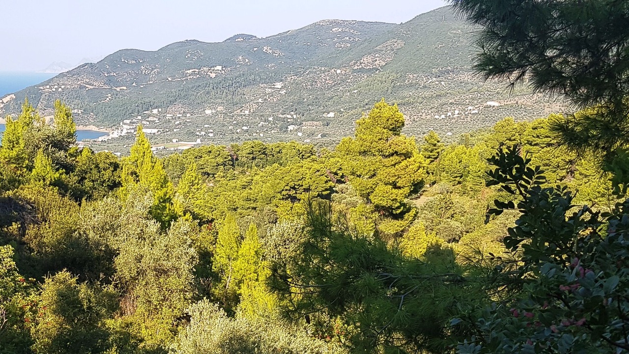 Photo of Others in Skopelos