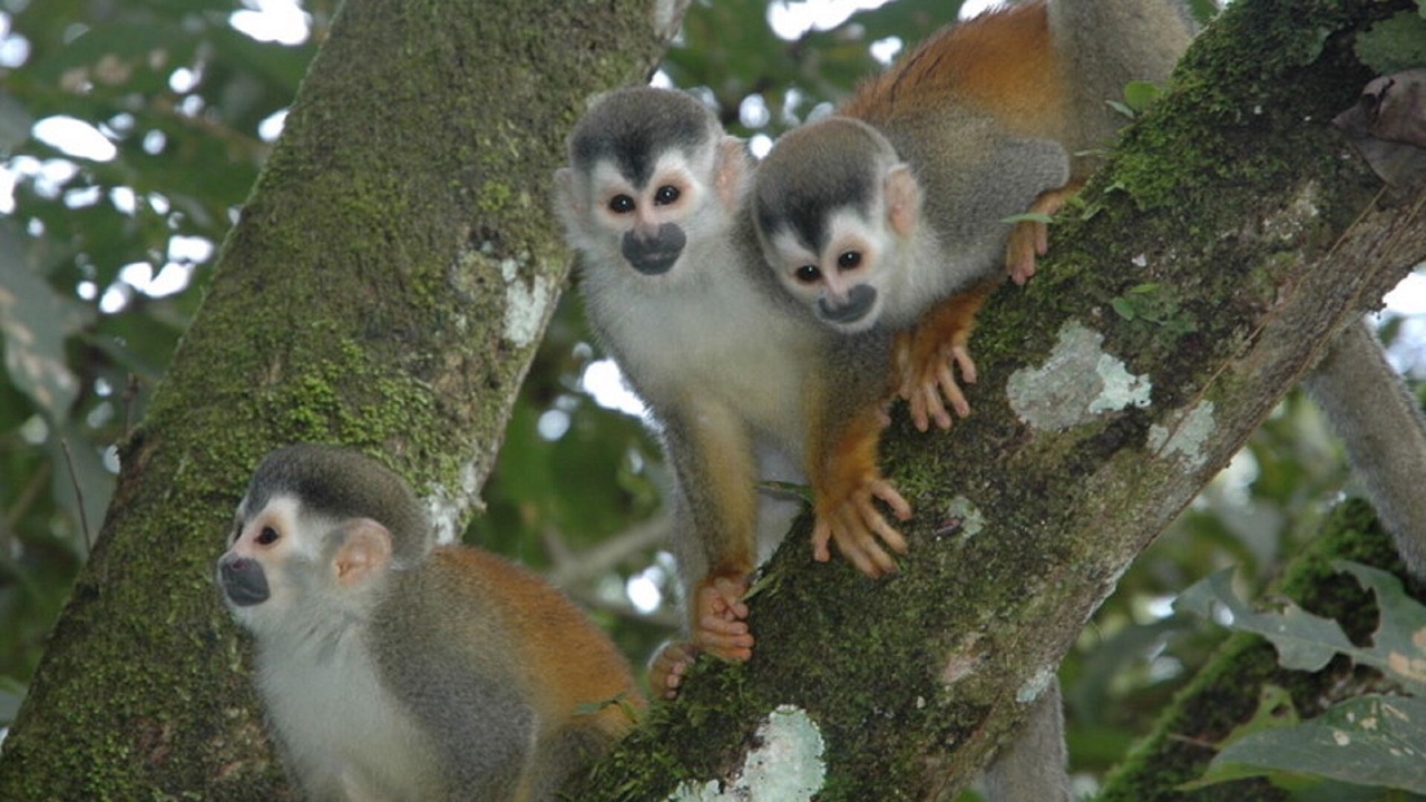 Photo of Outdoor in Parrita