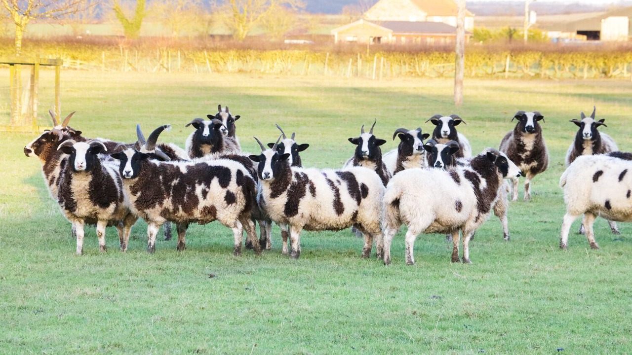 Photo of Others in Scawton