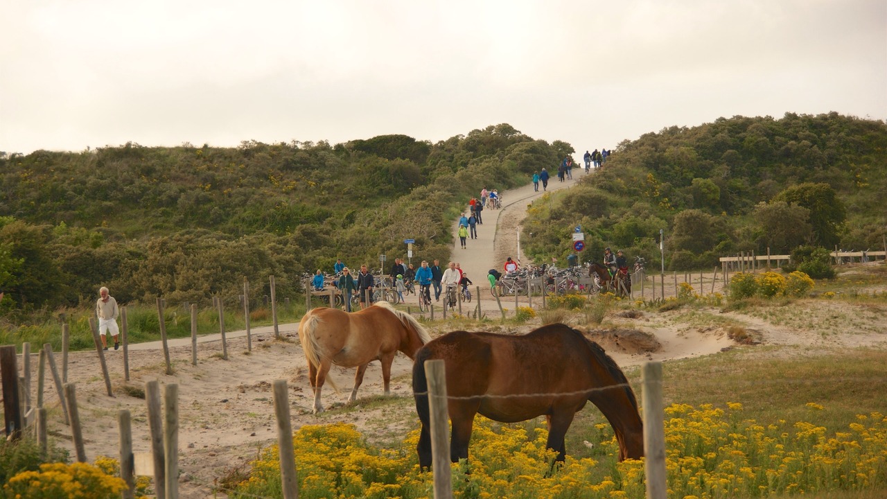 Photo of Outdoor in Renesse