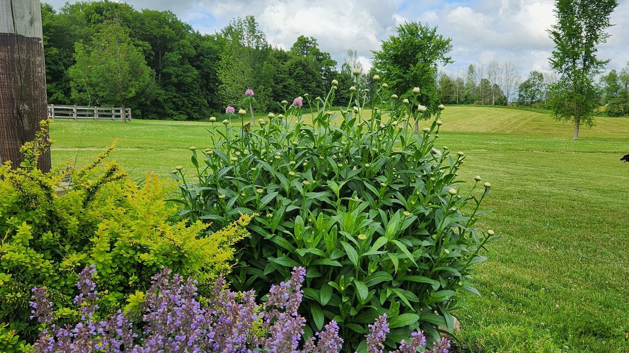 Photo of Others in Mulmur