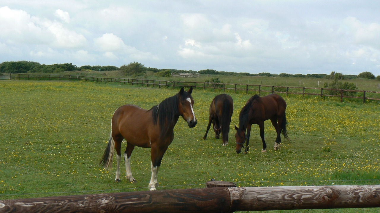 Photo of Others in Sainte-Marie-du-Mont