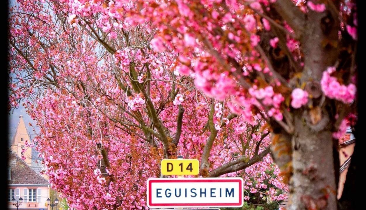 Photo of Outdoor in Eguisheim