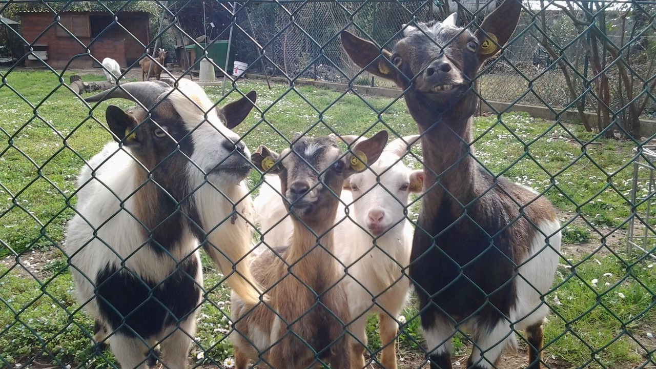 Photo of Others in Zandobbio