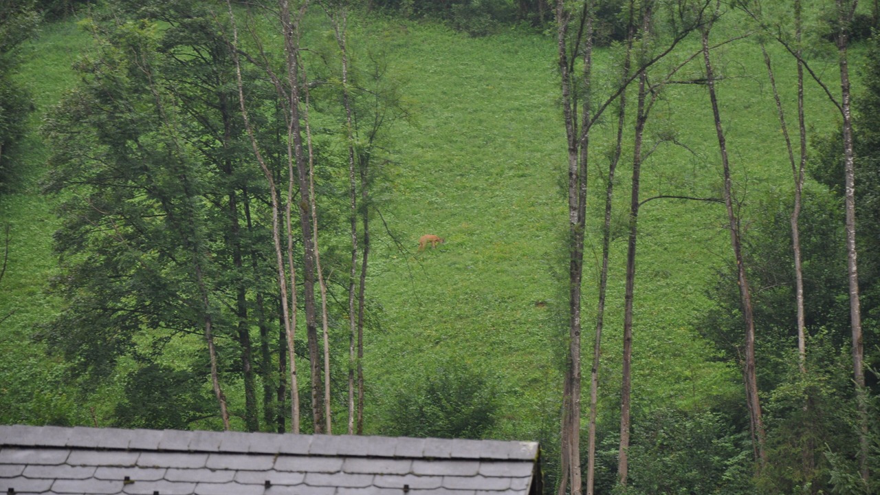 Photo of Outdoor in Ruti