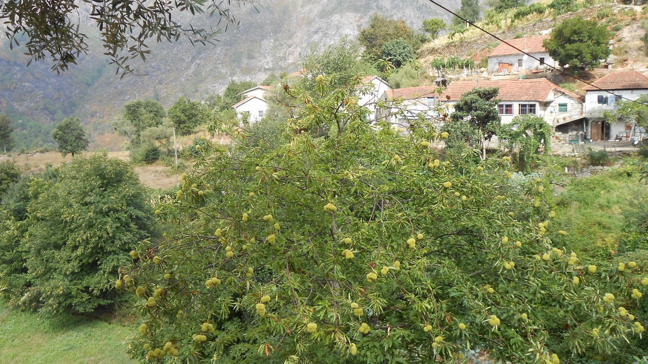 Photo of Outdoor in Cabril