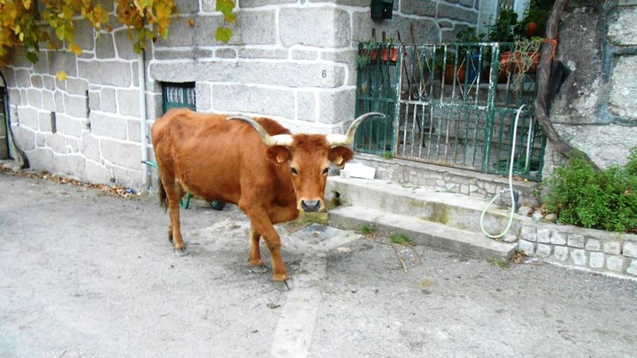 Photo of Outdoor in Cabril