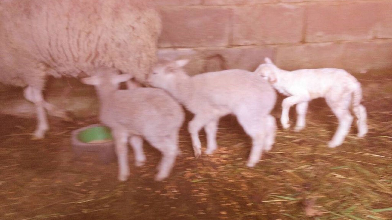 Photo of Others in Molares