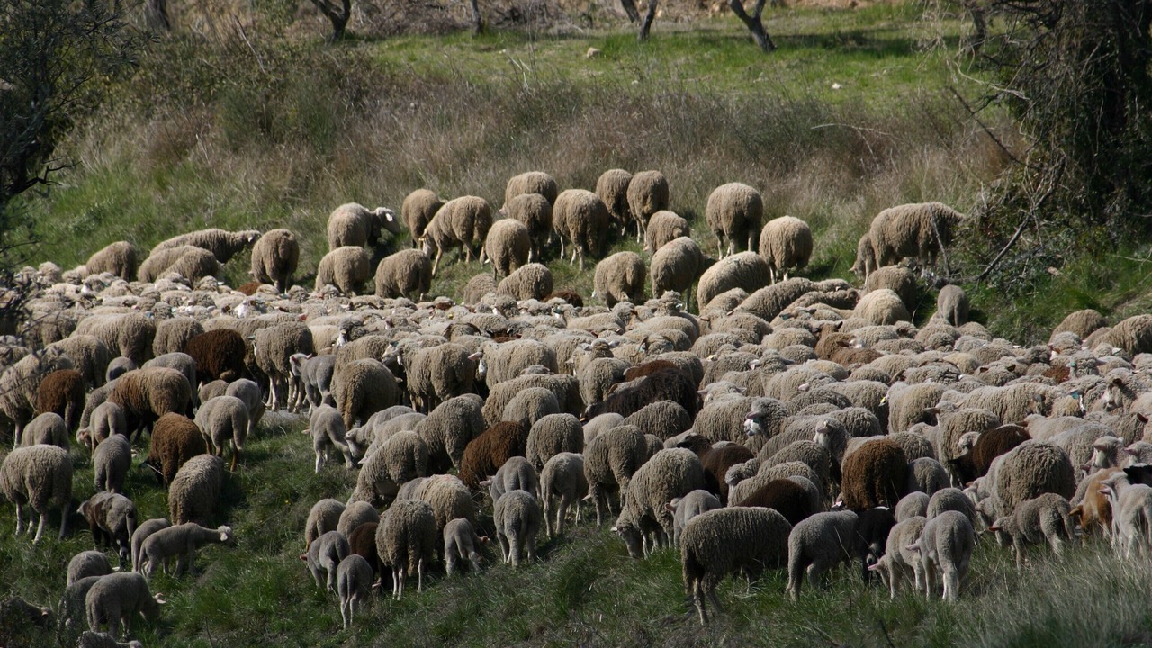 Photo of Others in Claviers