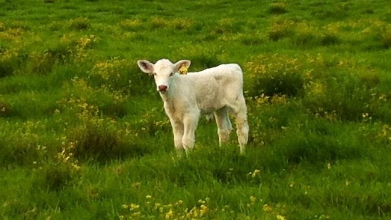 Photo of Outdoor in Kamuela