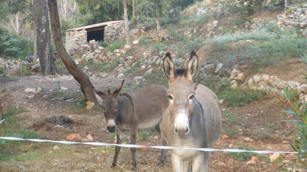 Photo of Outdoor in Flayosc