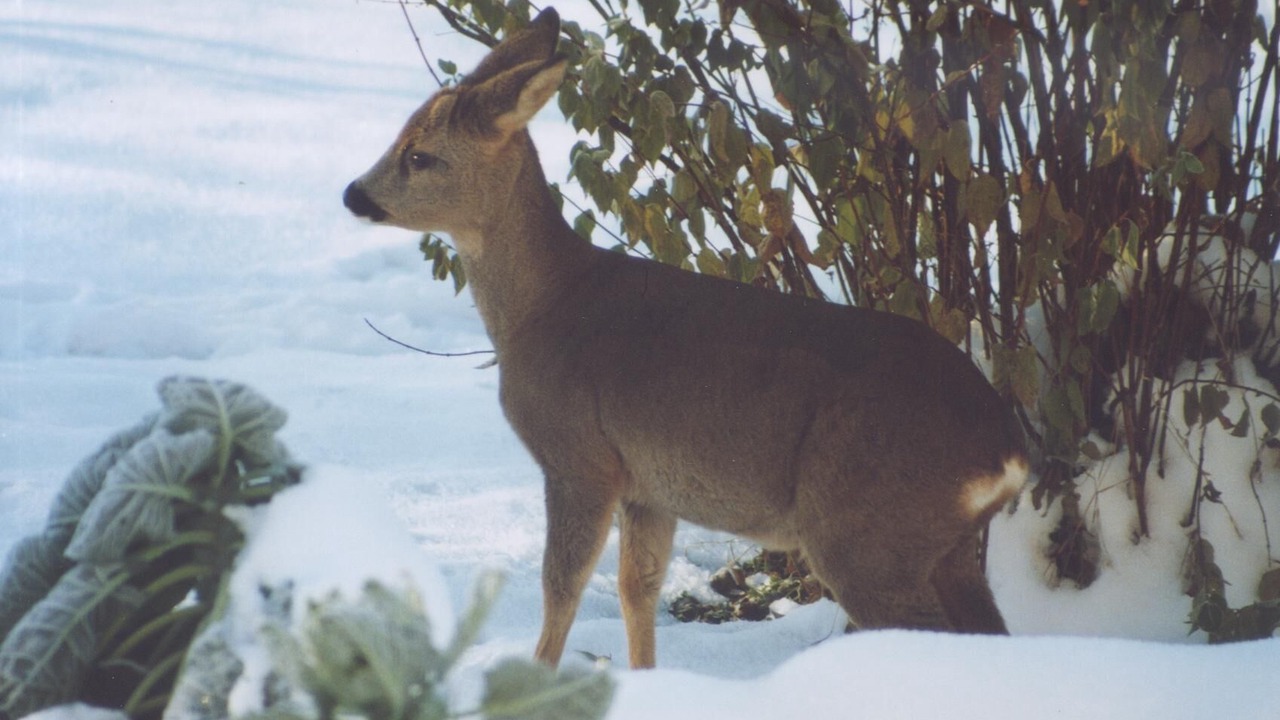 Photo of Others in Girmont-Val-d'Ajol