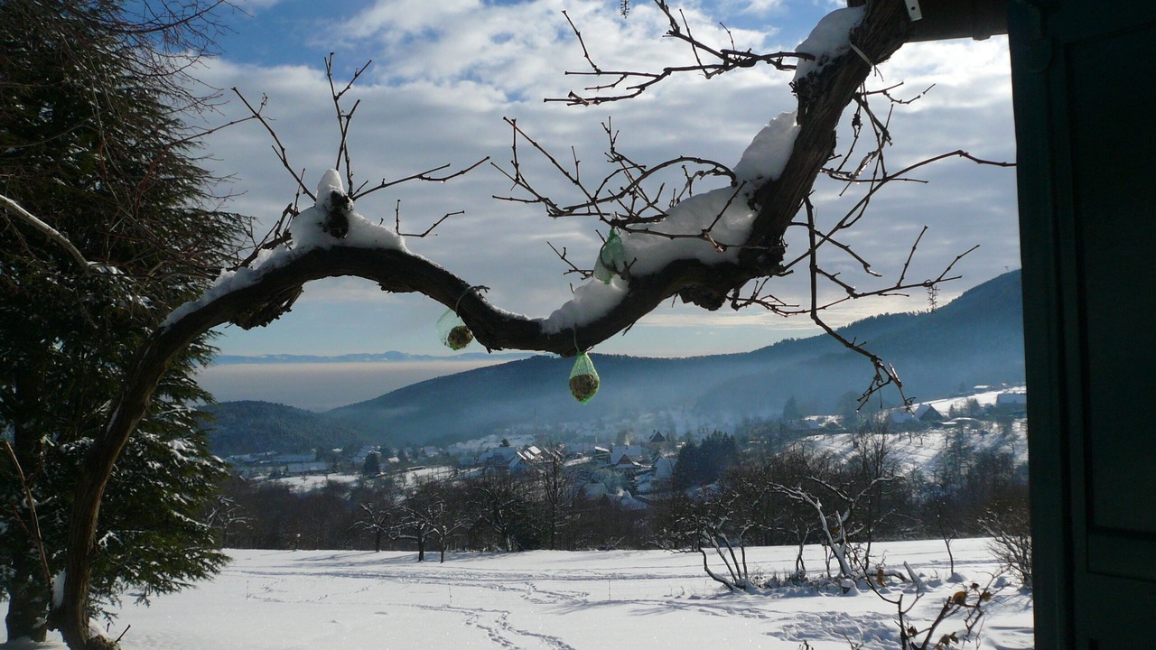 Photo of Others in Thannenkirch