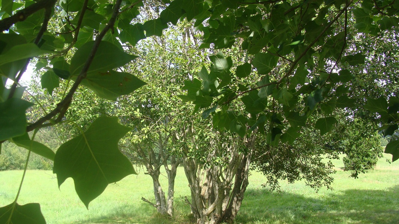 Photo of Outdoor in Taintrux