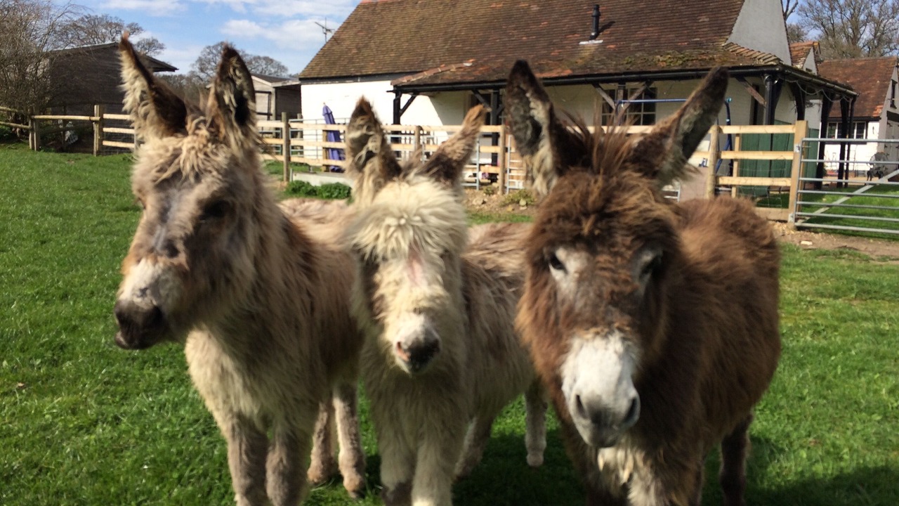 Photo of Others in New Forest District
