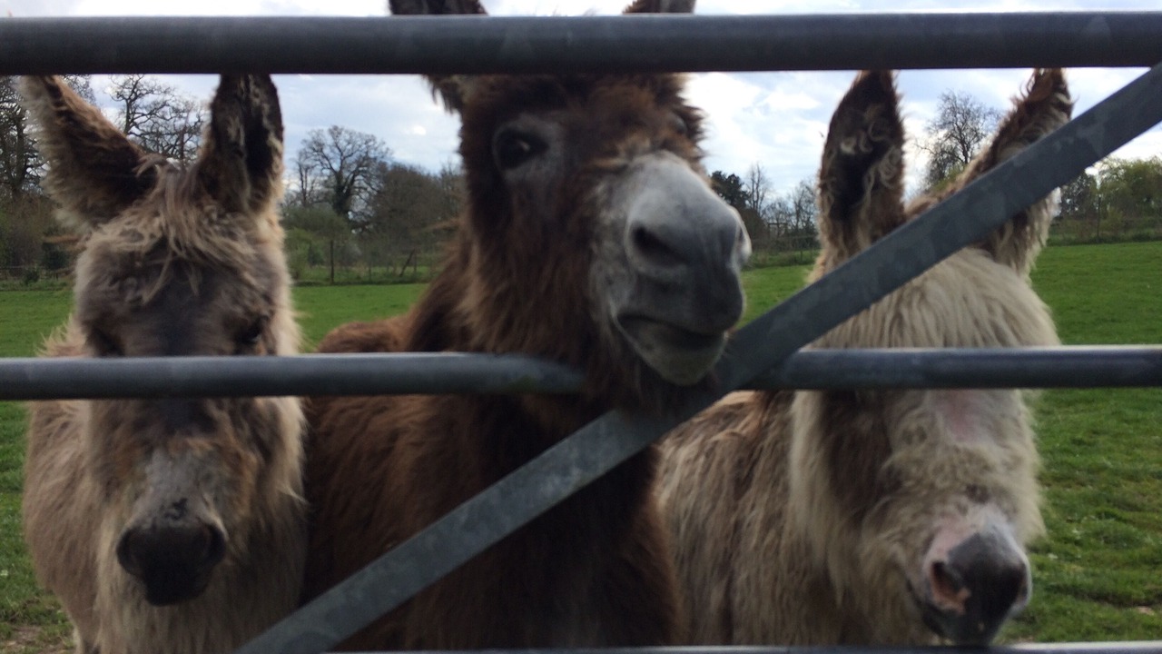 Photo of Others in New Forest District