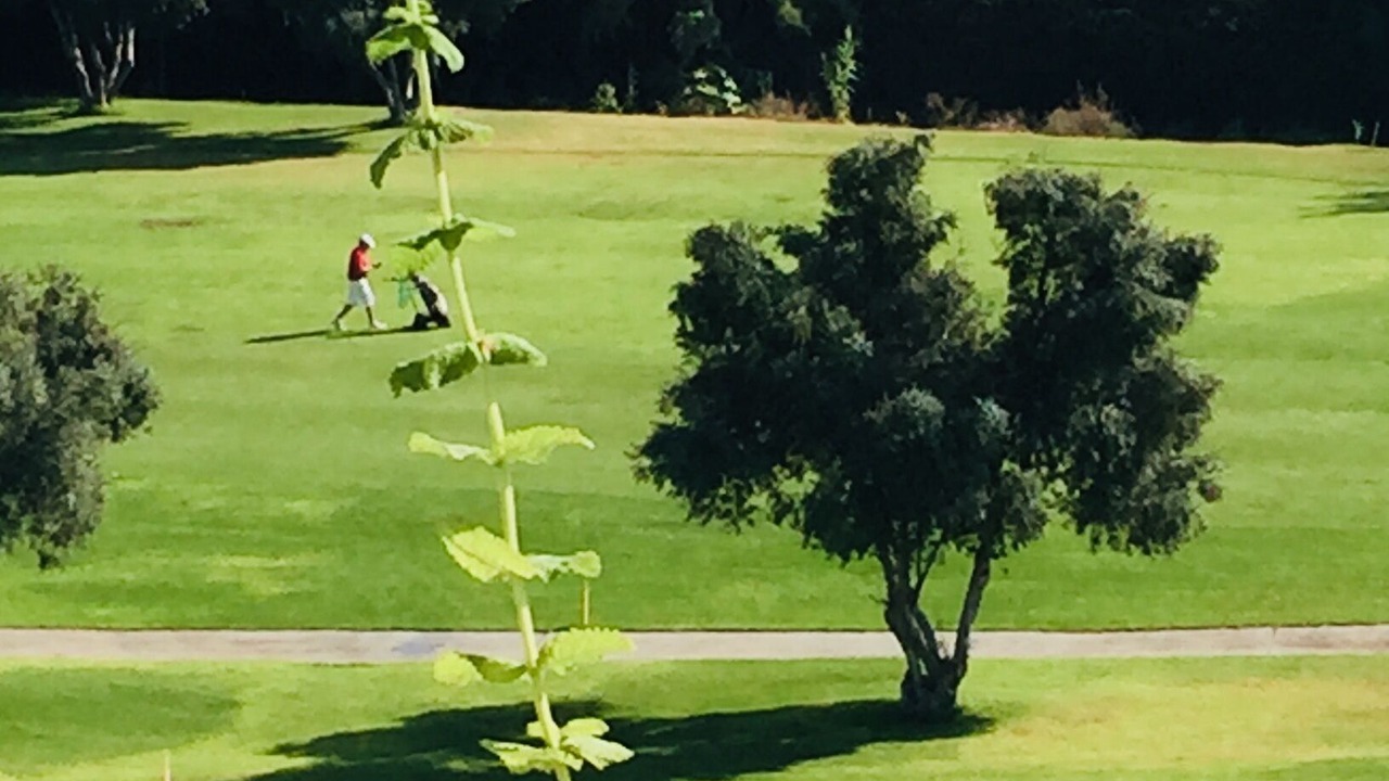 Photo of Others in Guadalmina