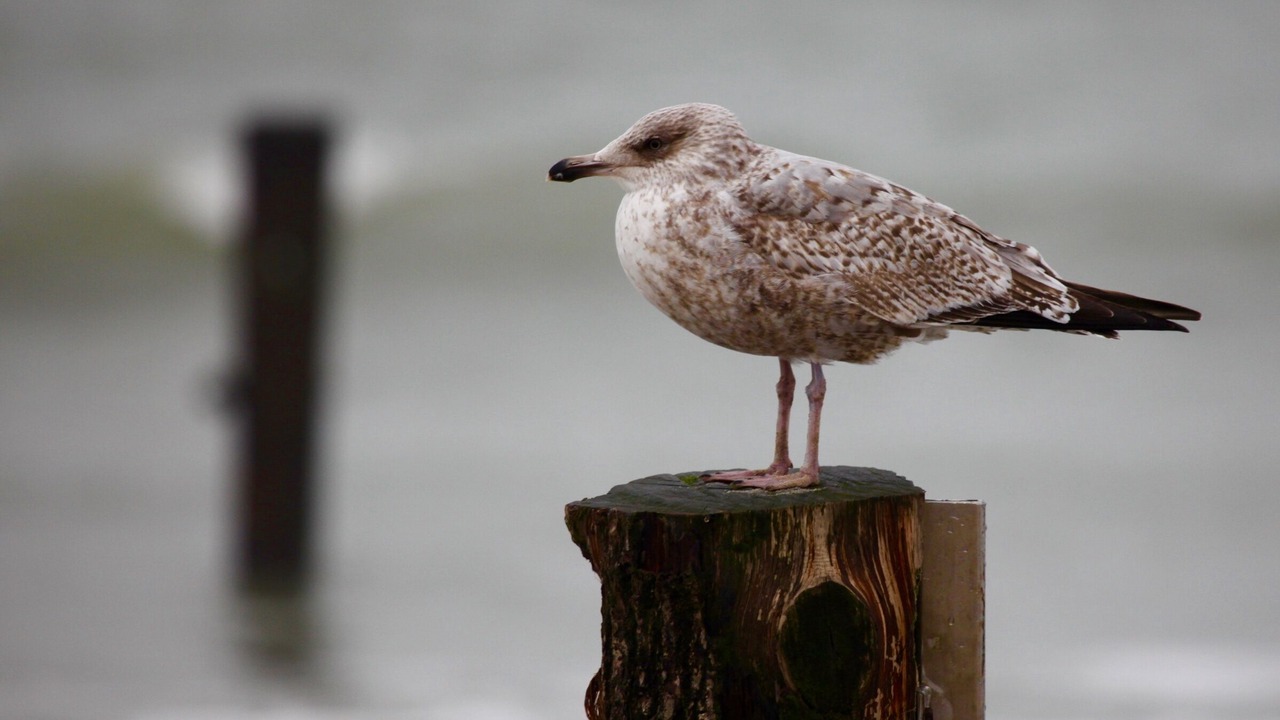 Photo of Others in Veere