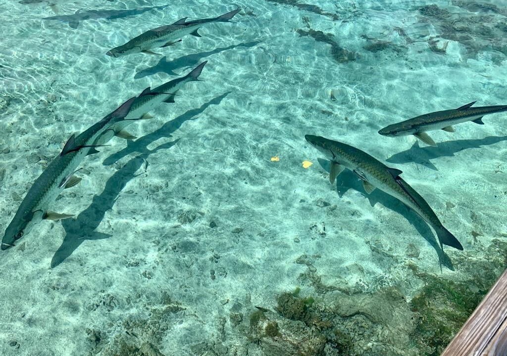 Photo of Others in Cabo Rojo