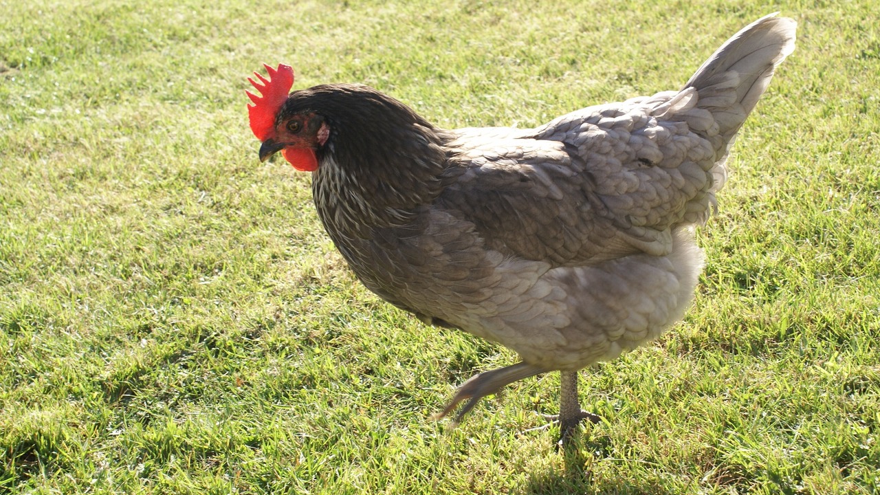 Photo of Others in Bicton