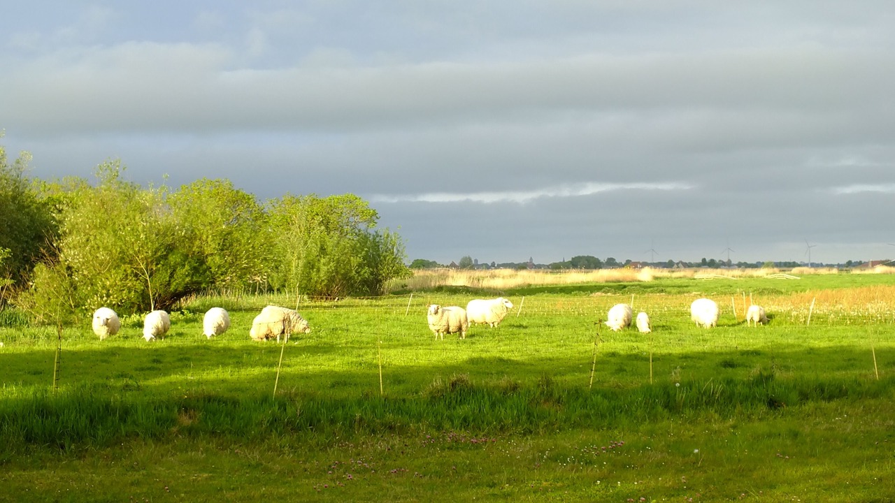 Photo of Others in Idsegahuizum