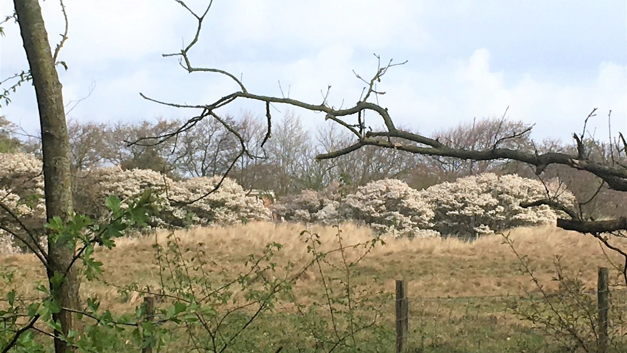 Photo of Outdoor in Callantsoog