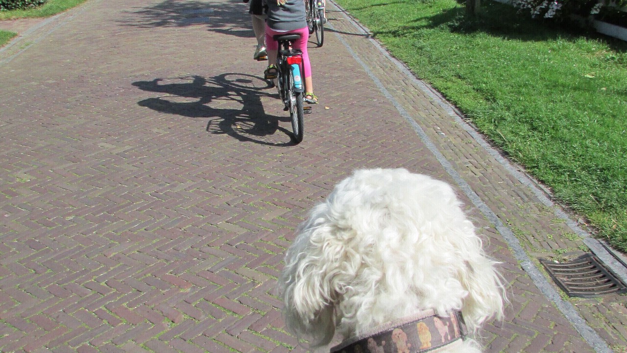 Photo of Outdoor in Paesens-Moddergat