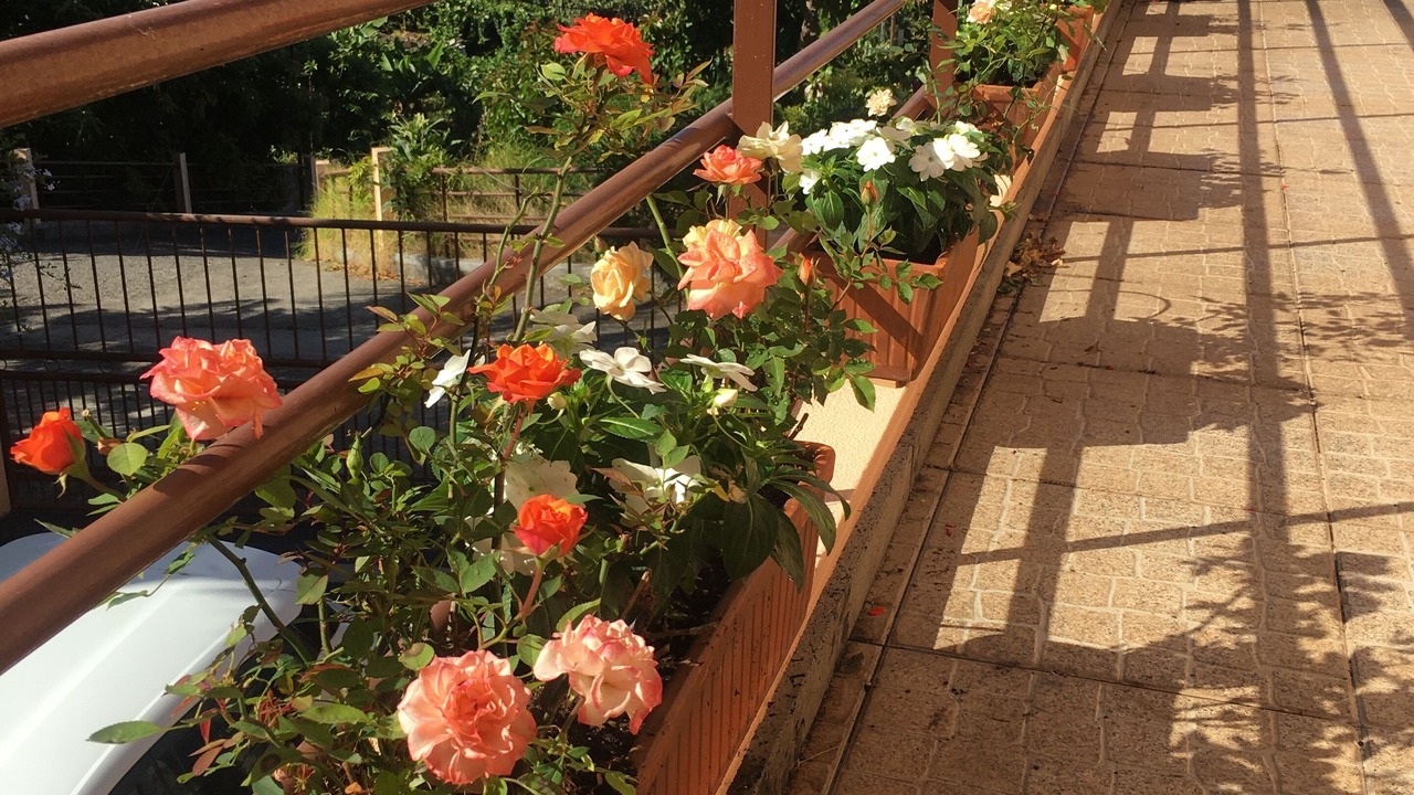 Photo of Outdoor in Arco da Calheta