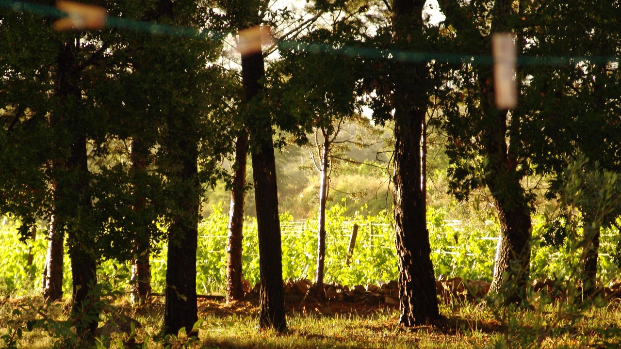Photo of Outdoor in Lorgues