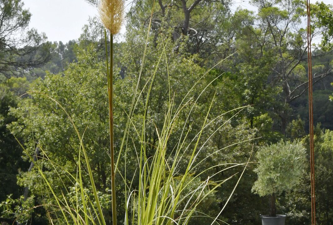 Photo of Outdoor in Lorgues