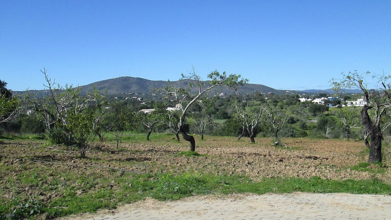 Photo of Others in Olhao